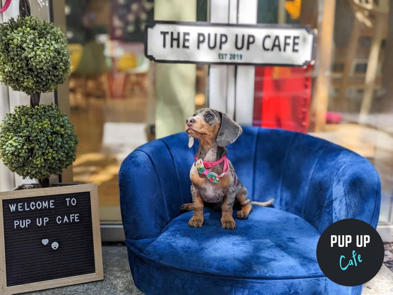 Check out this little sausage posing at his first Pup Up Cafe