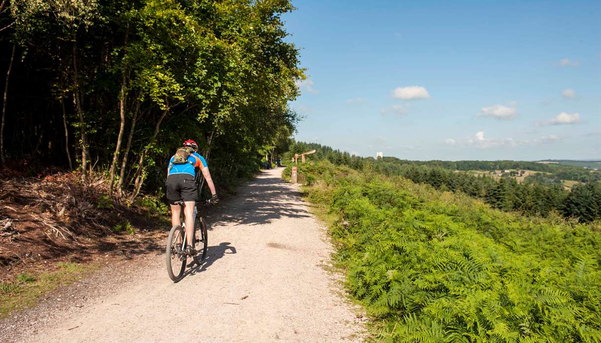 Haldon Forest Cycle Trails Cycle Route in Exeter, Exeter Visit Exeter